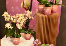 De Parfum Collectie van Stolk Flora zijn geurende orchideeën en bestaat op dit moment uit 3 soorten. De Bolgheri Lemon, Bolgheri en Love Posion. 
